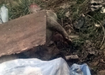 В Запорожской области возле одного из предприятий разбросали мертвых свиней (ФОТО)
