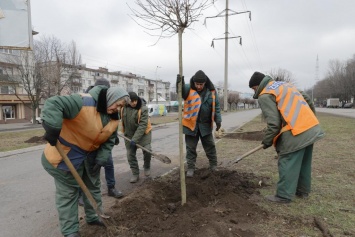 На проспекте Поля в Днепре высадят более 200 молодых деревьев