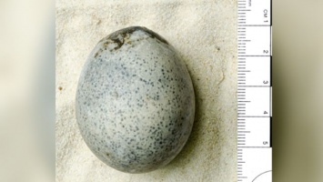Археологи обнаружили куриное яйцо времен Римской импрерии