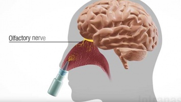 Назальный спрей может помочь в доставке лекарств для мозга