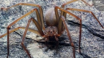 Ученые нашли паука, от укуса которого тело гниет