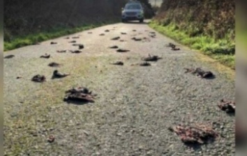 Апокалипсис близко: в Британии прошел "дождь" из мертвых птиц (фото)