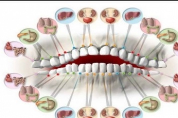 Каждый зуб связан с органом в теле: боль в любом может предсказать проблемы в будущем