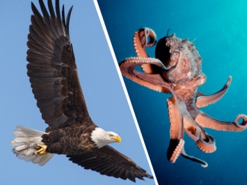 Щупальца против когтей: рыбаки сняли видео схватки орлана и осьминога