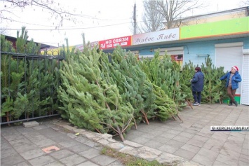 В Керчь привезли новогодние елки