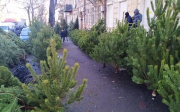 В Одессе продают нелегальные елки