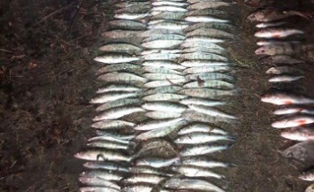 На Днепропетровщине обнаружили браконьеров с уловом рыбы более чем 100 тыс. грн. (ПОДРОБНОСТИ)