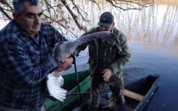 Лесники спасли молодого лебедя