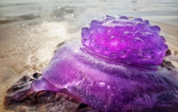 На пляже в Австралии нашли редкую медузу фиолетового цвета