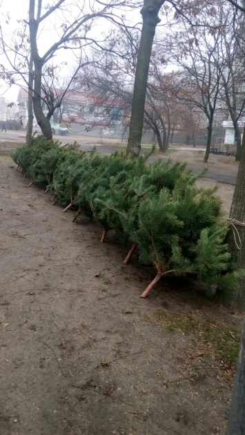 Торговцы елками получили первые штрафы