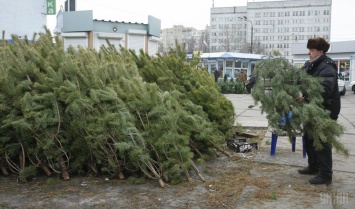 В Украине запустили приложение для проверки легальности новогодних елок