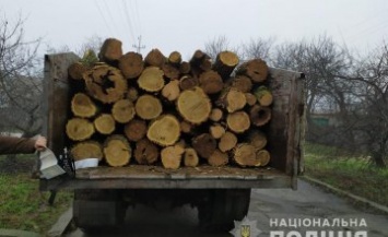 На Днепропетровщине задержали грузовик с незаконно спиленной древесиной