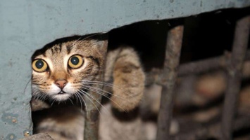 В запорожской многоэтажке замуровали котят в подвале