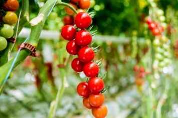 Отставить зиму: как в Украине купить по-летнему вкусные огурцы и помидоры