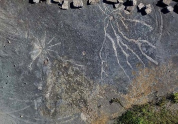 В Нью-Йорке нашли самые старые окаменелости древнего леса