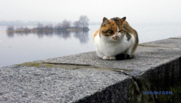 В Николаеве котов признали частью экосистемы города