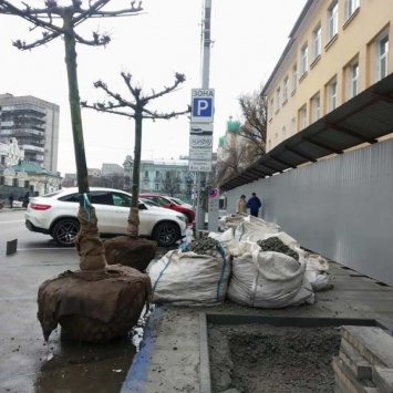 В Днепре бьют тревогу: новые деревья на Троицкой площади запихнули в бетонные мешки