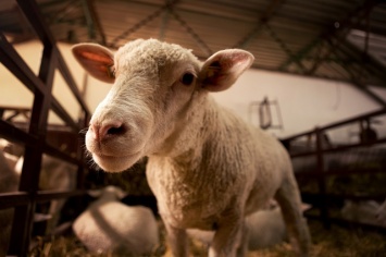 В Крыму главный бухгалтер предприятия украла 300 овец