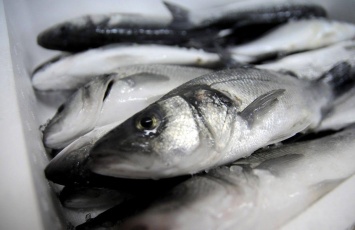 Украина увеличила вылов рыбы в Черном море