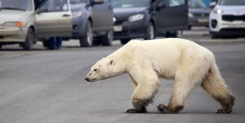 Фото гуляющего по Норильску белого медведя вошло в топ-100 журнала Time