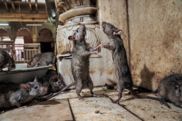 В Ашхабаде отмечается небывалое нашествие крыс