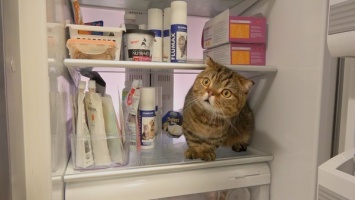 На Волыни домушник украл продукты из морозилки, а вместо них положил кота