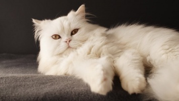 ТОП-5 самых красивых длинношерстных пород котов