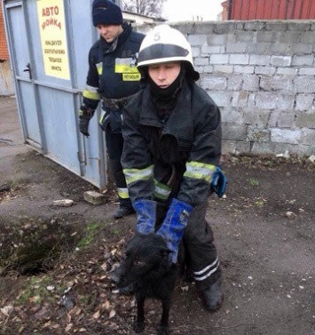 В Днепре собака упала в люк и не смогла выбраться, - ФОТО