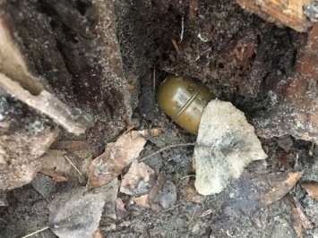 Возле детской площадки: на Павловом Поле в дупле дерева нашли гранату
