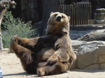 В Карпатах из 32 медведей на зиму уснули только Беня, Дюрий и Потапыч: фото