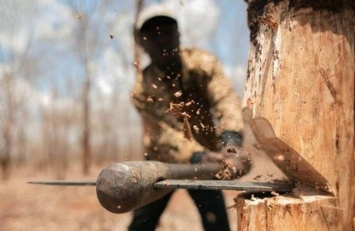 Под Мариуполем вырубили деревьев на 1 млн грн