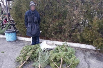 На Луганщине выявили "черных лесорубов" новогодних елок