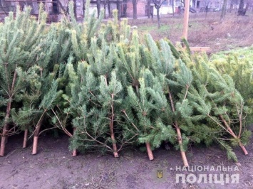 В Запорожской области полицейские выписали админпротоколы за незаконно срубленные елки и стихийную торговлю, - ФОТО