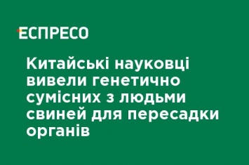 Китайские ученые вывели генетически совместимых с людьми свиней для пересадки органов