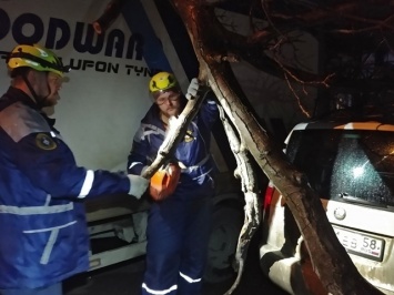 В Симферополе упавшее дерево заблокировало два автомобиля (ФОТО)