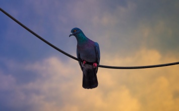 В Кривом Роге для спасения голубя отключили электричество