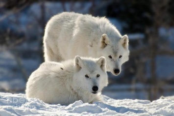 Из Бердянска в Винницу привезут пару белых волков