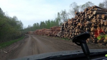 Более 400 тысяч гривен убытков: "черные" лесорубы на Черниговщине вырубили 120 деревьев