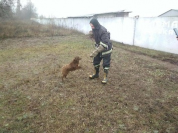 На Днепропетровщине чрезвычайники спасали собаку из ямы, - ФОТО