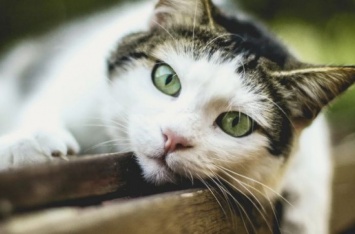 Шесть фактов о кошках, о которых многие никогда не слышали