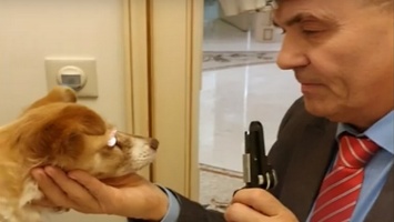 Слепую собаку из Никополя прооперируют, чтобы восстановить зрение