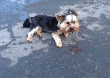 Соцсети всколыхнул поступок таксиста в Покровске: сбил собаку и скрылся с места происшествия