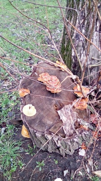 В Кривом Роге деревья покрылись съедобными и не совсем грибами, - ФОТО