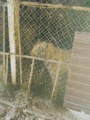 Хозяину обнаруженных в Киеве беспризорных тигров грозит до 3 лет тюрьмы