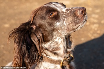 В Великобритании Королевское общество защиты птиц наймет собаку, чтобы защитить морских птиц от крыс