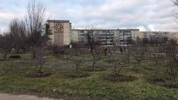 Стало известно, кто в Никополе высадил фруктовый сад на пустыре перед хлебзаводом