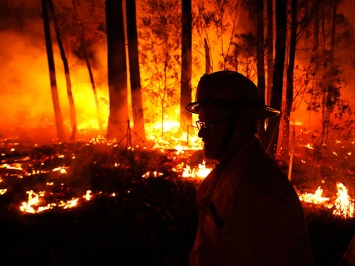 Австралия в огне: горят леса, гибнут уникальные животные (видео)