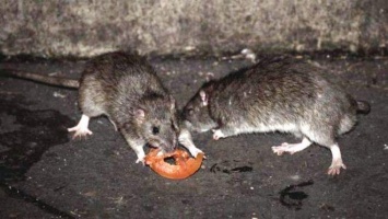 ЧП у столичного метро: полчища крыс спускаются под землю, не смущаясь пассажиров