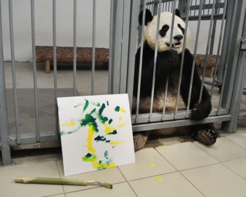 Панды в Московском зоопарке начали учиться рисовать