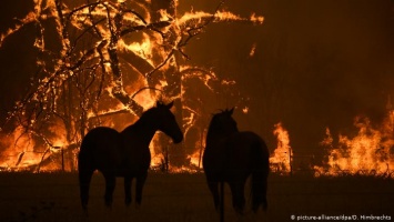 Австралия впервые в истории привлекает военных для борьбы с лесными пожарами